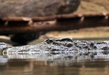 Na czym polega zasada ostrożności?