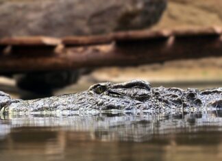 Jakie zasady savoir vivre stosujesz w pracy? Jakie zasady savoir vivre stosujesz w pracy?